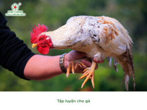 cham-soc-ga-choi-truoc-khi-di-da