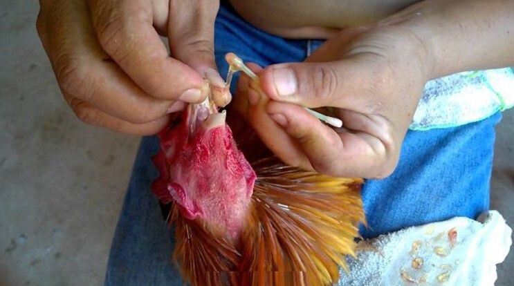 cham-soc-ga-choi-truoc-khi-di-da